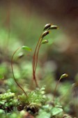 newbuds.jpg (6516 bytes)