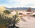 Thm_Cactus_in_SoCal_Desert.jpg (5655 bytes)