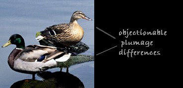 duck3.jpg (17556 bytes)